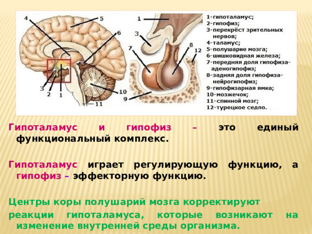 Где находится гипофиз фото