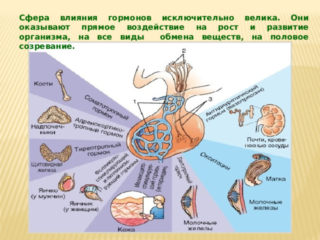 Влияние гормонов на рост и развитие человека проект