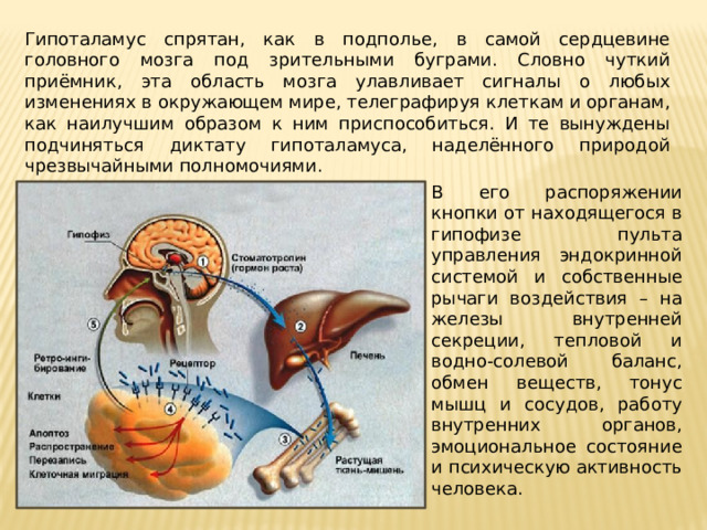 Гипоталамус на схеме мозга