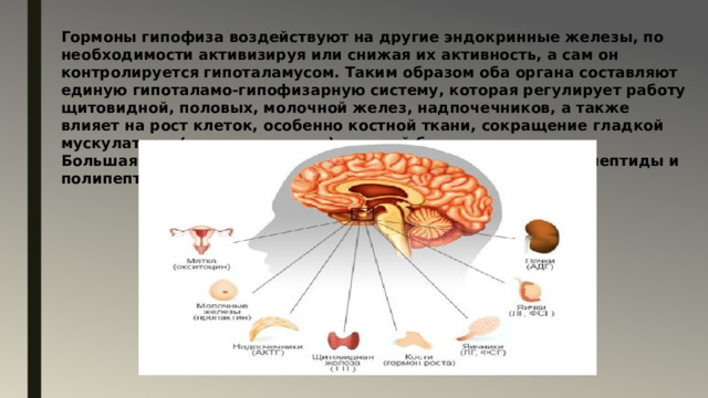 Презентация на тему:Гипофиз