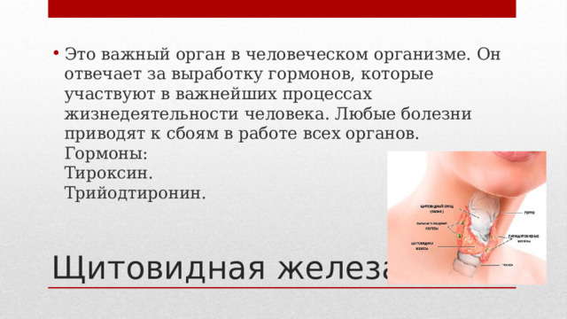 Это важный орган в человеческом организме. Он отвечает за выработку гормонов, которые участвуют в важнейших процессах жизнедеятельности человека. Любые болезни приводят к сбоям в работе всех органов.  Гормоны:  Тироксин.  Трийодтиронин. Щитовидная железа 