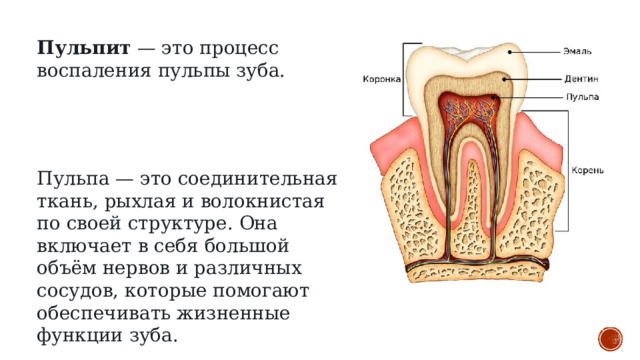Пульпит  — это процесс воспаления пульпы зуба. Пульпа — это соединительная ткань, рыхлая и волокнистая по своей структуре. Она включает в себя большой объём нервов и различных сосудов, которые помогают обеспечивать жизненные функции зуба. 