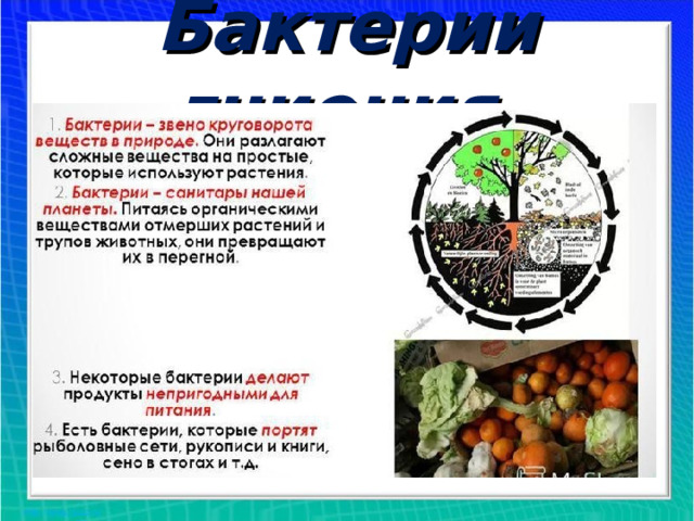 Роль бактерий гниения в природе. Бактерии гниения. Бактерии разложения и гниения. Бактерии гниения значение в природе. Бактерии гниения биология.