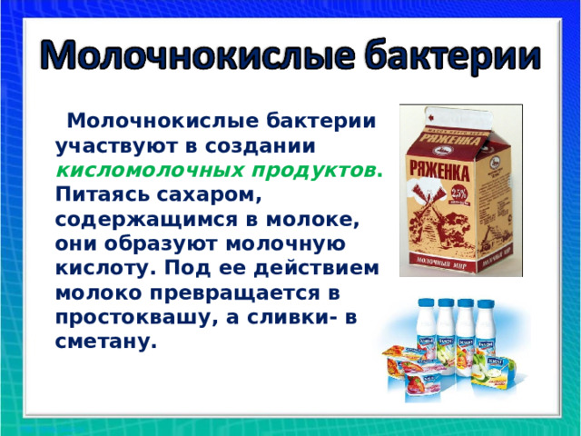  Молочнокислые бактерии участвуют в создании кисломолочных продуктов . Питаясь сахаром, содержащимся в молоке, они образуют молочную кислоту. Под ее действием молоко превращается в простоквашу, а сливки- в сметану. 