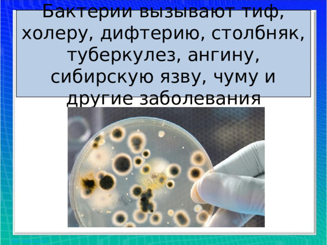Бактерии вызывают тиф, холеру, дифтерию, столбняк, туберкулез, ангину, сибирскую язву, чуму и другие заболевания 