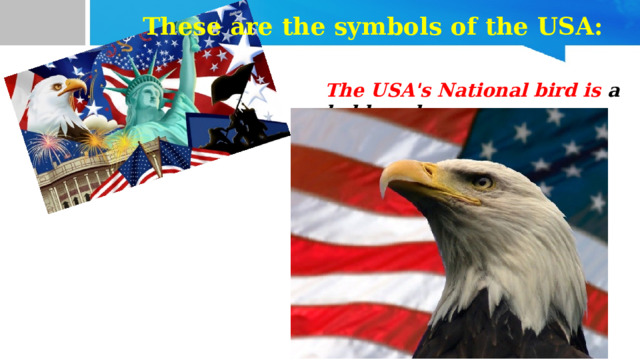 These are the symbols of the USA: The USA's National bird is a bald eagle 