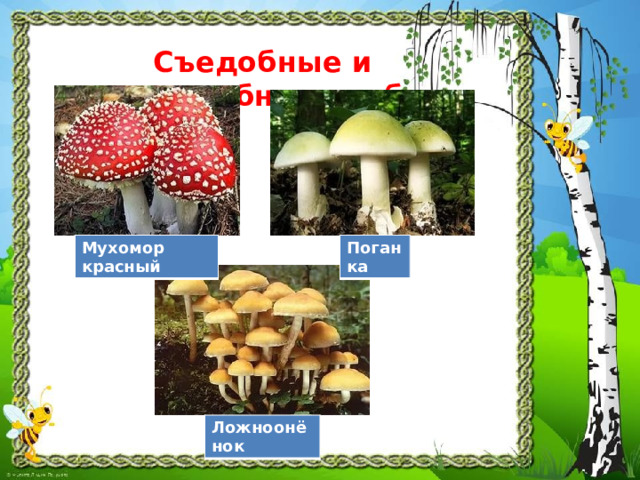Съедобные и несъедобные грибы Мухомор красный Поганка Ложноонёнок 