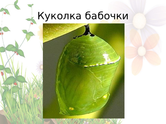 Куколка бабочки 