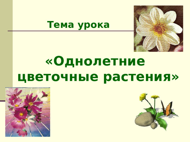  Тема урока «Однолетние цветочные растения»  