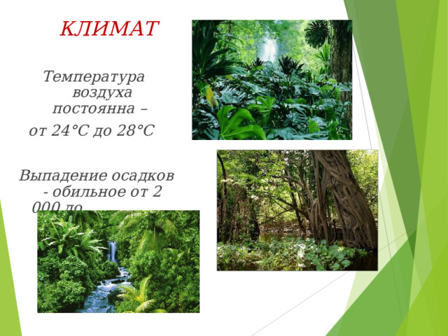КЛИМАТ  Температура воздуха постоянна – от 24°С до 28°С   Выпадение осадков - обильное от 2 000 до 10 000 мм в год  Климат – жаркий, экваториальный. Влажность воздуха - высокая , сухой сезон сменяется сезоном тропических ливней. Деревья в экваториальных лесах сбрасывают листву не сразу, а меняют её постепенно. поэтому лес всегда зелёный.  