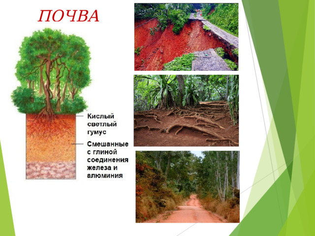 ПОЧВА  Почва - малоплодородная, насыщена железом, что придаёт ей красную или красно-желтую окраску. Быстрое разложение растений под влиянием бактерий препятствует накоплению плодородного слоя земли .   