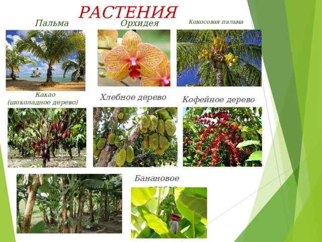 РАСТЕНИЯ  Орхидея  Пальма  Кокосовая пальма  Какао (шоколадное дерево) Хлебное дерево Кофейное дерево Экваториальные леса – одна из самых богатых флор в мире. Здесь произрастает свыше 20 тысяч цветковых и около 3 тысяч древесных видов растений. В экваториальных лесах произрастает: пальмы, орхидеи и деревья. Банановое дерево  