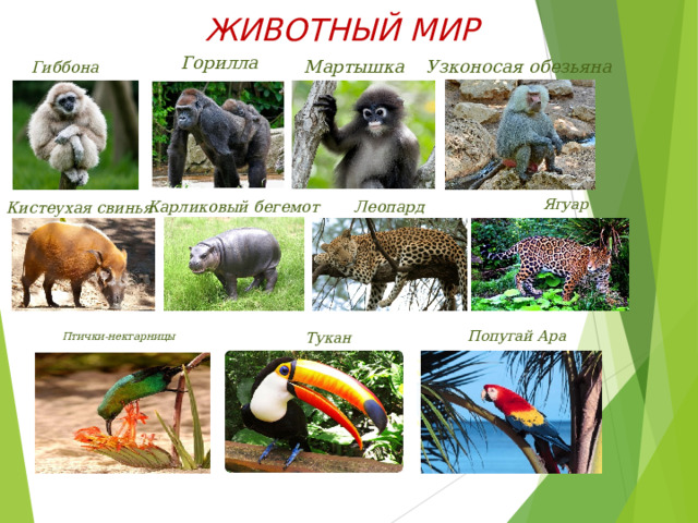 ЖИВОТНЫЙ МИР  Горилла Узконосая обезьяна Мартышка Гиббона Леопард Карликовый бегемот Кистеухая свинья   Ягуар  Попугай Ара  Птички-нектарницы  Тукан Животный мир экваториальных лесов очень разнообразен. На деревьях живут многочисленные обезьяны- гиббоны гориллы, мартышки, узконосая обезьяна. Здесь же водятся кистеухие свиньи, карликовые бегемоты, леопарды, ягуары, которые больше нигде встречаются. В лесах обитает огромное множество видов тропических птиц  и насекомых.   