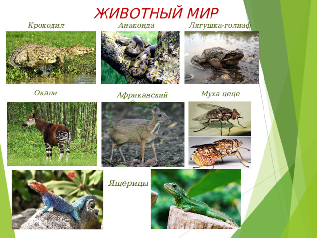 ЖИВОТНЫЙ МИР Крокодил Лягушка-голиаф Анаконда Окапи Муха цеце Африканский Оленек В реках и озерах водятся крокодилы, бегемоты и водяные змеи, включая самую большую змею нашей планеты – анаконду. Лягушка-голиаф - самая крупная лягушка в мире. Длина её достигает 35 см, а вес 3,5 кг. В экваториальных лесах Африки живет родственник жирафа — окапи. К наземным обитателям относят мелких копытных (африканский Оленек). В рыхлой почве водятся разные змеи и ящерицы. Ещё там обитает муха цеце, укус которой вызывает опасное заболевание у человека и животных. Ящерицы  