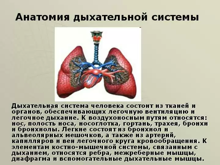 Дыхательная система человека проект