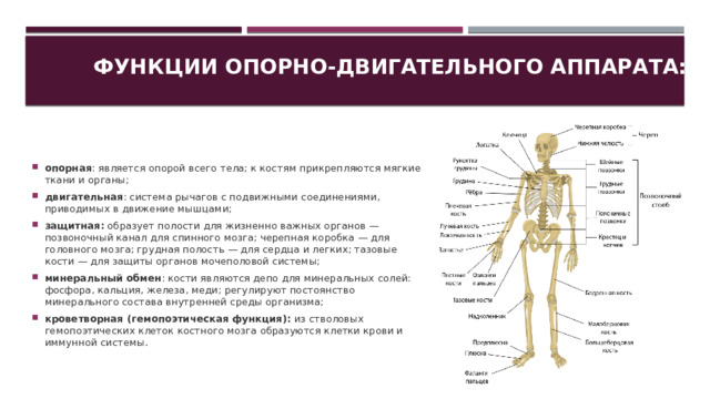 Функции опорно двигательной системы