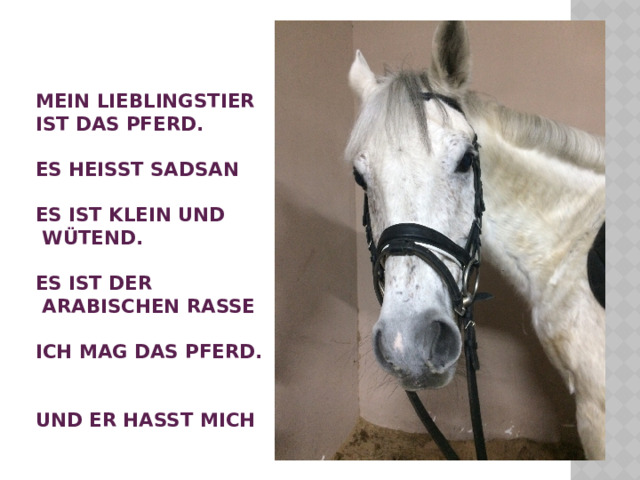 Mein Lieblingstier ist das Pferd.    Es heißt Sadsan.    Es ist klein und wütend.   Es ist der arabischen rasse.   Ich mag das pferd.   Und er hasst mich. 