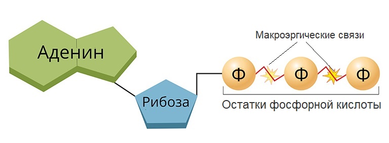 Богатые энергией связи между остатками фосфорной. Связи между остатками молекул фосфорной кислоты в АТФ. Химические связи между остатками фосфорной кислоты. Богатые энергией связи в молекуле АТФ как называются. Богатые энергией между остатками фосфорной кислоты.