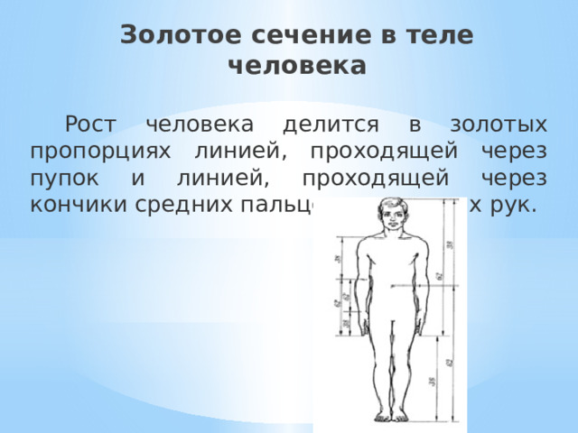 Золотое сечение в теле человека Рост человека делится в золотых пропорциях линией, проходящей через пупок и линией, проходящей через кончики средних пальцев опущенных рук. 