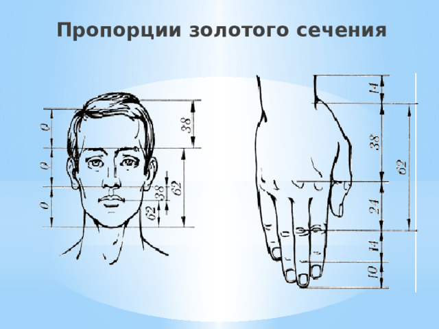 Золотое сечение пропорции человека