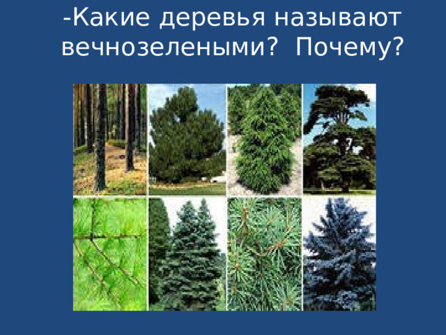 -Какие деревья называют вечнозелеными? Почему?   