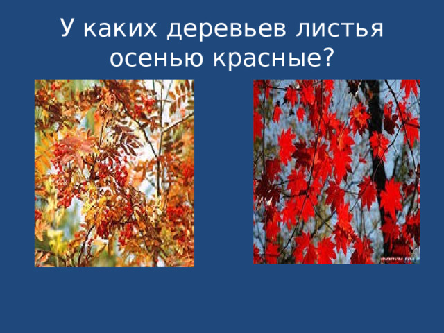 У каких деревьев листья осенью красные? 