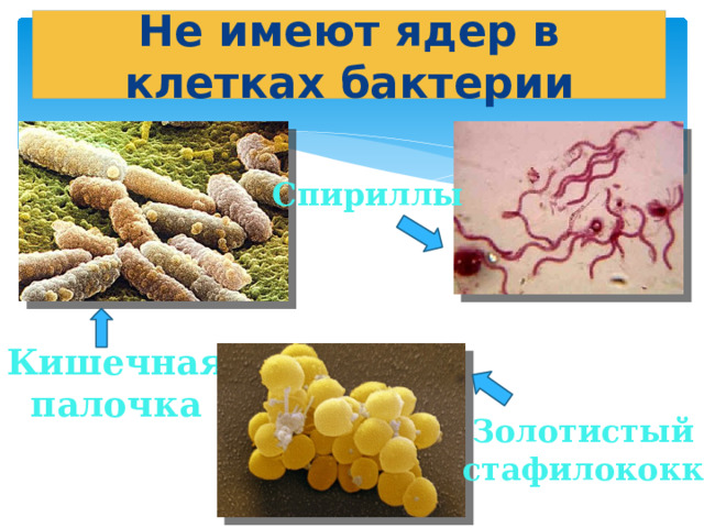 Не имеют ядер в клетках бактерии Спириллы Кишечная палочка Золотистый стафилококк 