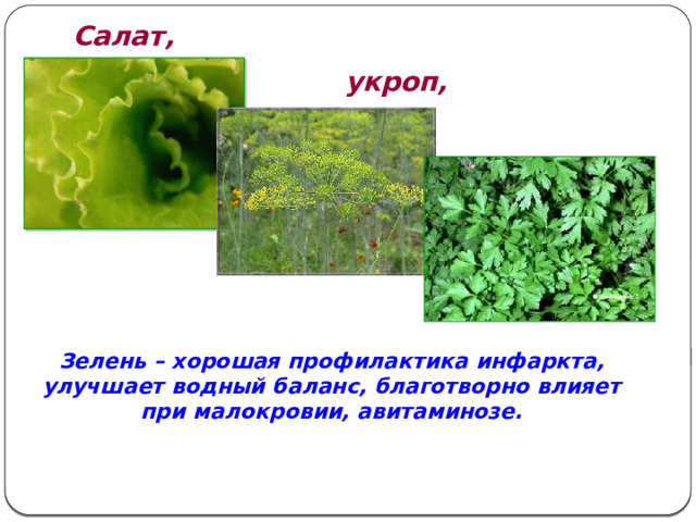  Салат,  укроп,  петрушка Зелень – хорошая профилактика инфаркта, улучшает водный баланс, благотворно влияет при малокровии, авитаминозе. 