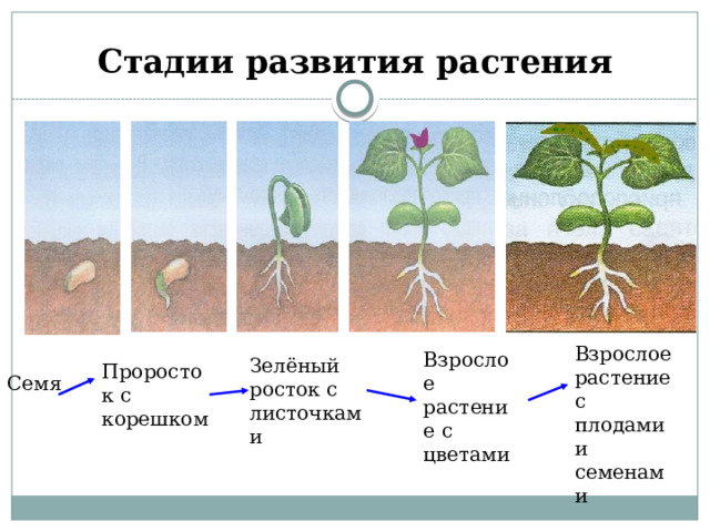 Рост движение и развитие растений