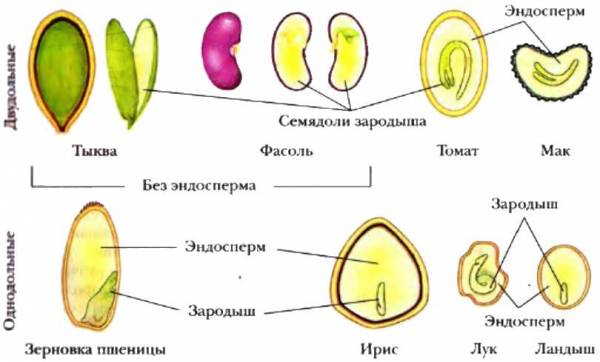 Укажи порядок рисунков при прорастании ячменя