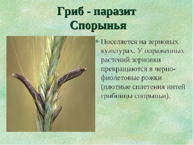Спорынья 