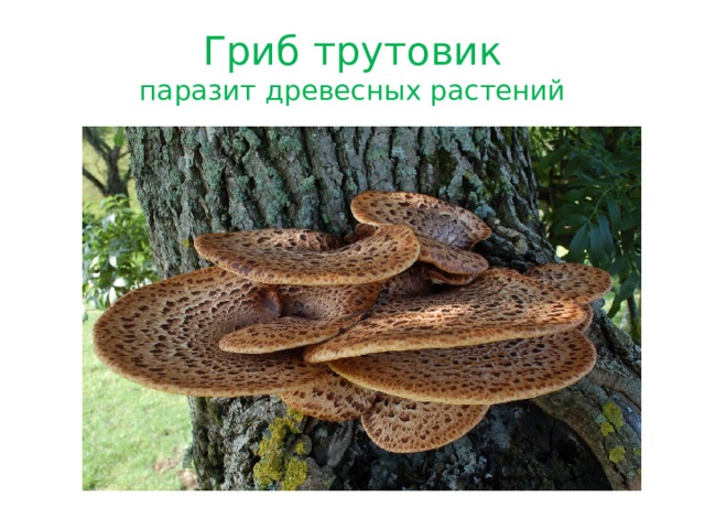 Гриб трутовик  паразит древесных растений 