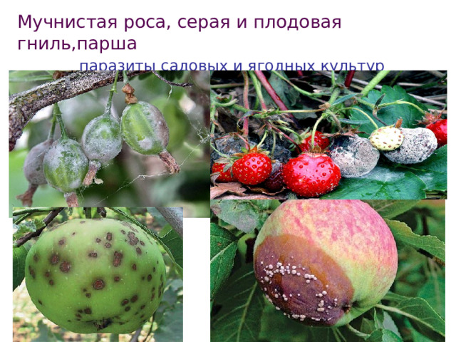 Мучнистая роса, серая и плодовая гниль,парша   паразиты садовых и ягодных культур 