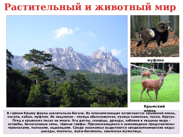 Окружающий мир проект разнообразие природы