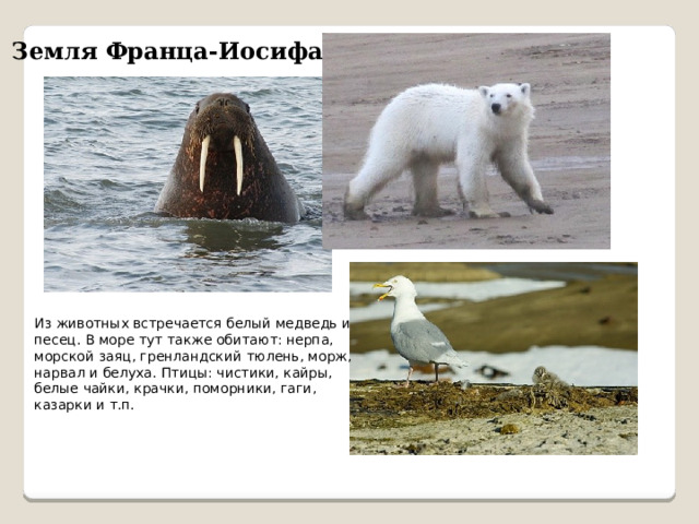 Земля Франца-Иосифа Из животных встречается белый медведь и песец. В море тут также обитают: нерпа, морской заяц, гренландский тюлень, морж, нарвал и белуха. Птицы: чистики, кайры, белые чайки, крачки, поморники, гаги, казарки и т.п. 