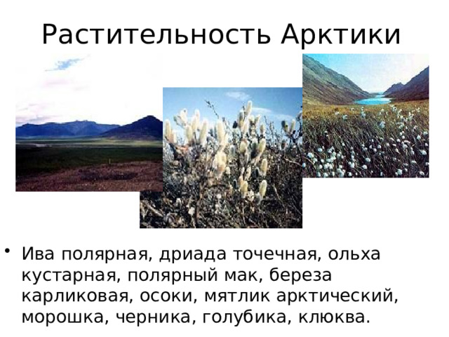 Растительность Арктики Ива полярная, дриада точечная, ольха кустарная, полярный мак, береза карликовая, осоки, мятлик арктический, морошка, черника, голубика, клюква. 