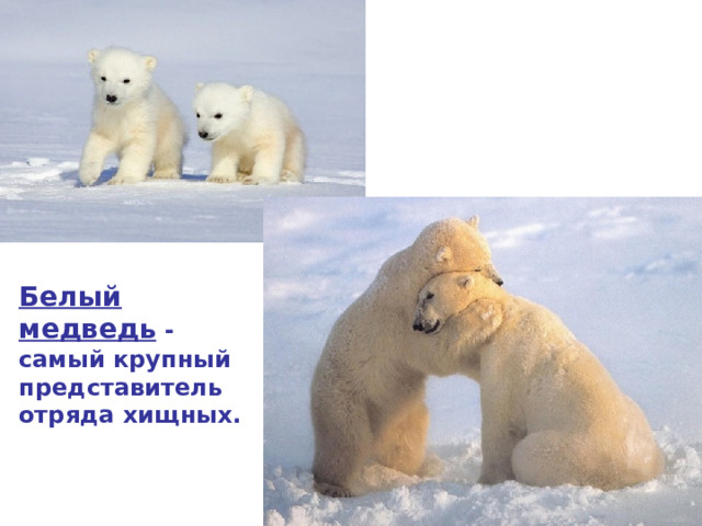 Белый медведь - самый крупный представитель отряда хищных.  