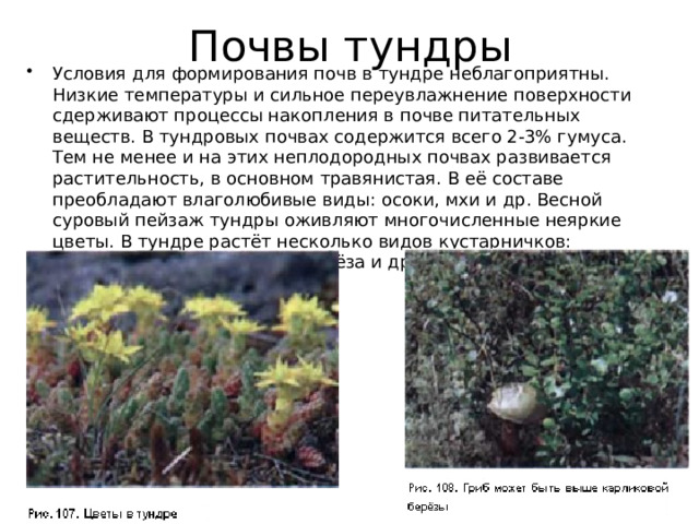 Почвы тундры Условия для формирования почв в тундре неблагоприятны. Низкие температуры и сильное переувлажнение поверхности сдерживают процессы накопления в почве питательных веществ. В тундровых почвах содержится всего 2-3% гумуса. Тем не менее и на этих неплодородных почвах развивается растительность, в основном травянистая. В её составе преобладают влаголюбивые виды: осоки, мхи и др. Весной суровый пейзаж тундры оживляют многочисленные неяркие цветы. В тундре растёт несколько видов кустарничков: полярная ива, карликовая берёза и др. 