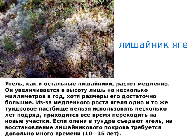 лишайник ягель Ягель, как и остальные лишайники, растет медленно. Он увеличивается в высоту лишь на несколько миллиметров в год, хотя размеры его достаточно большие. Из-за медленного роста ягеля одно и то же тундровое пастбище нельзя использовать несколько лет подряд, приходится все время переходить на новые участки. Если олени в тундре съедают ягель, на восстановление лишайникового покрова требуется довольно много времени (10—15 лет).   
