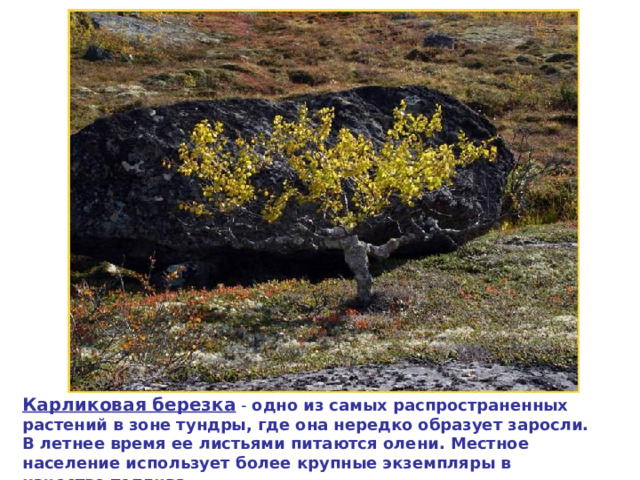 Карликовая  березка - одно из самых распространенных растений в зоне тундры, где она нередко образует заросли. В летнее время ее листьями питаются олени. Местное население использует более крупные экземпляры в качестве топлива. 