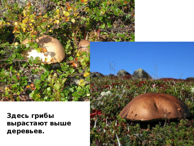 Здесь грибы вырастают выше деревьев. 