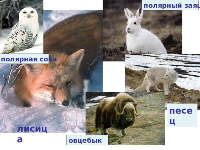полярный заяц полярная сова песец лисица овцебык 