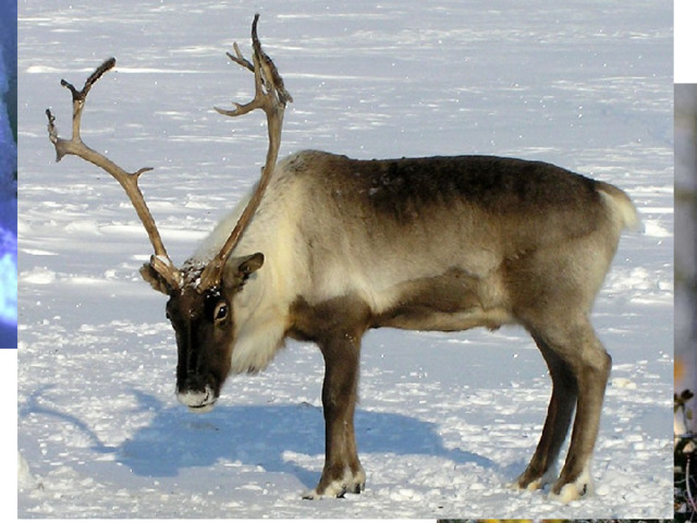 ЛЕММИНГ 