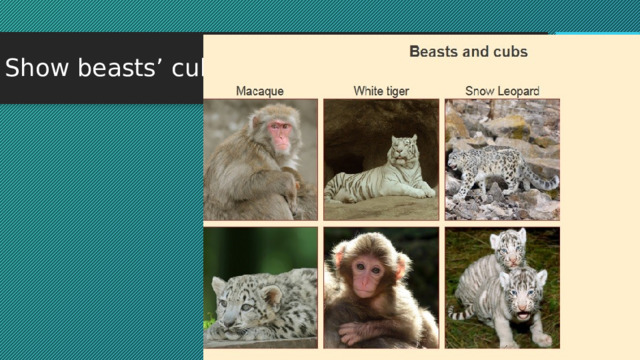Show beasts’ cubs 