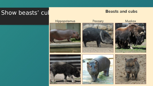 Show beasts’ cubs   