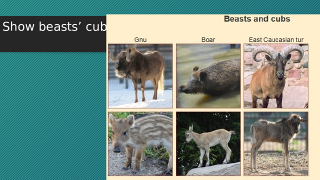 Show beasts’ cubs   