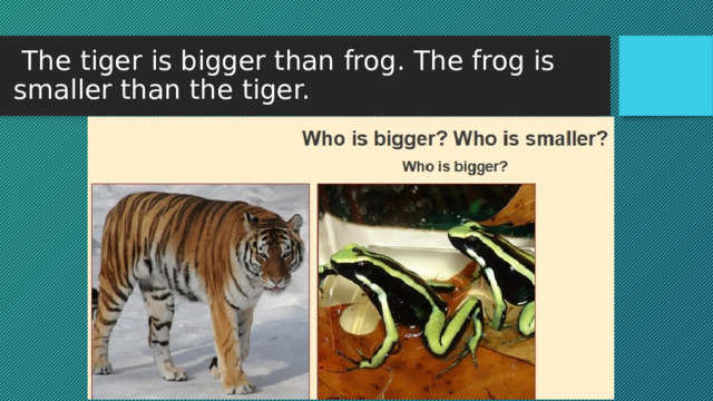  The tiger is bigger than frog. The frog is smaller than the tiger. 