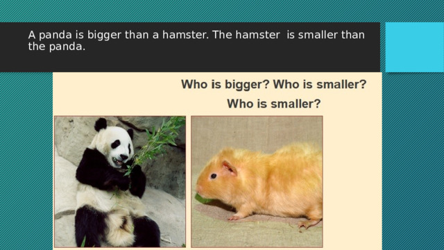 A panda is bigger than a hamster. The hamster is smaller than the panda.   