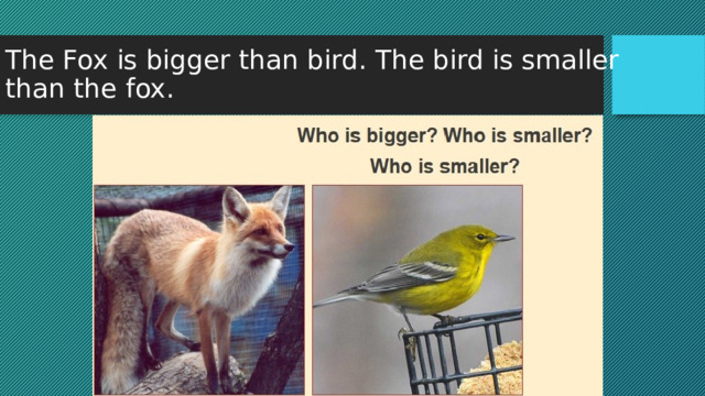 The Fox is bigger than bird. The bird is smaller  than the fox. 