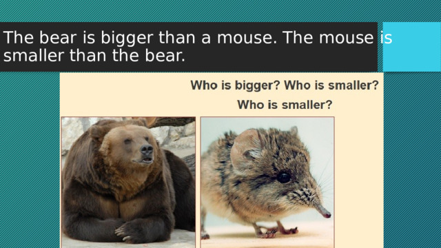 The bear is bigger than a mouse. The mouse is smaller than the bear. 